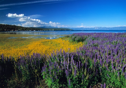 Tavern Shores Wildflowers,